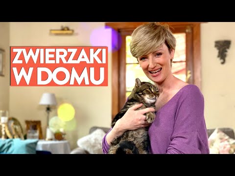Wideo: Jak dbać o kota matki po kociąt