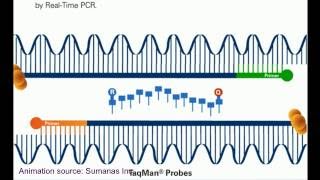 Qpcr Technique Animation Tutorial