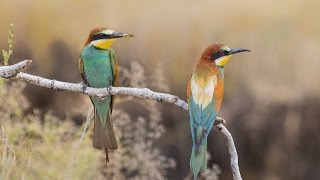 Щурки золотистые / с. Степное / Челябинская область / Bee-eater / 2016