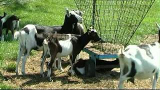 Nooit Dogt - Ik Ben Er Even Niet 2009