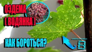 Оэдема (Водянка) - Болезнь Саженцев Винограда И Винограда В Теплице. Северный Виноградник 22-11