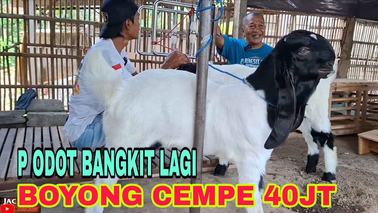 PAK ODOT BOYONG CEMPE HRG 40JT. PEMAIN LAMA BANGKIT LAGI