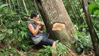 Primitive Skills: How to Harvest Rice? part1:chopping down huge tree with primitive iron axe