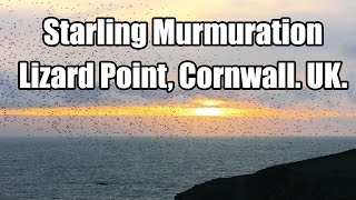 Starling Murmuration - Lizard Point, Cornwall. UK. 4K