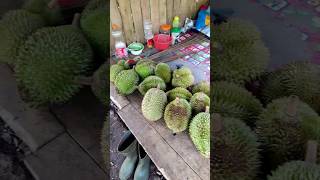 Angin Besar Bikin Durian Berjatuhan #vidioshort #durian #durianlover