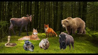 Funny Voices Of Cute Animals - Dog, Llama, Panda, Tiger, Elephant, Bat, Sheep - Animal Voice