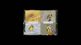 New bird spotlight: Western Meadowlark! Hope you enjoy!