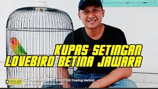 Kupas Setingan Lovebird Minor si Betina yang banyak di Perbincangkan