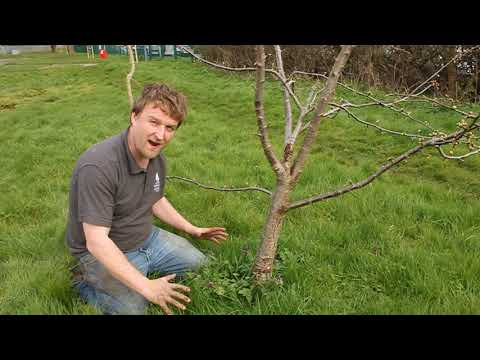 Young Tree Aftercare - Bark damage