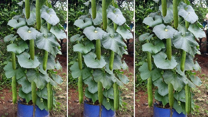 Jodi Marsh pornosini onlayn tomosha qiling