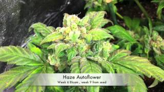 Autoflower Marijuana under LED grow lights (3 Autoflower Cannabis, under LED grow lights)