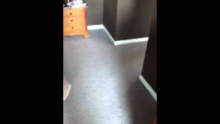 Mini dachshund takes down Rhodesian/Aussie mix