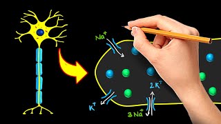 NEURON : How Signal Propagates through it (Action Potential)