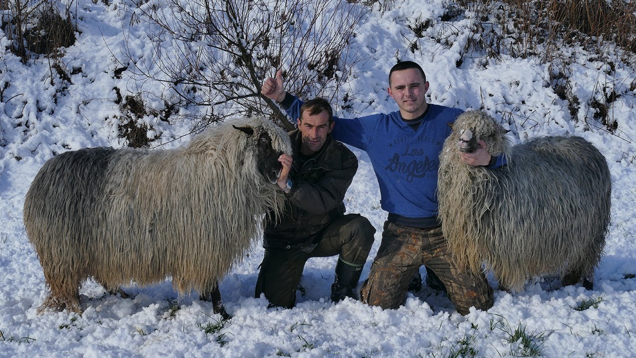 Lukine ovce i ovnovi bez konkurencije