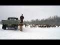 Подкормка оленей зимой. Feeding Deer in winter.