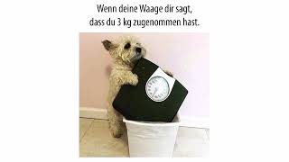 Willys Humor - Folge 0576