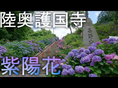 【陸奥護国寺】浅虫高野山 紫陽花【青森市】4K60P
