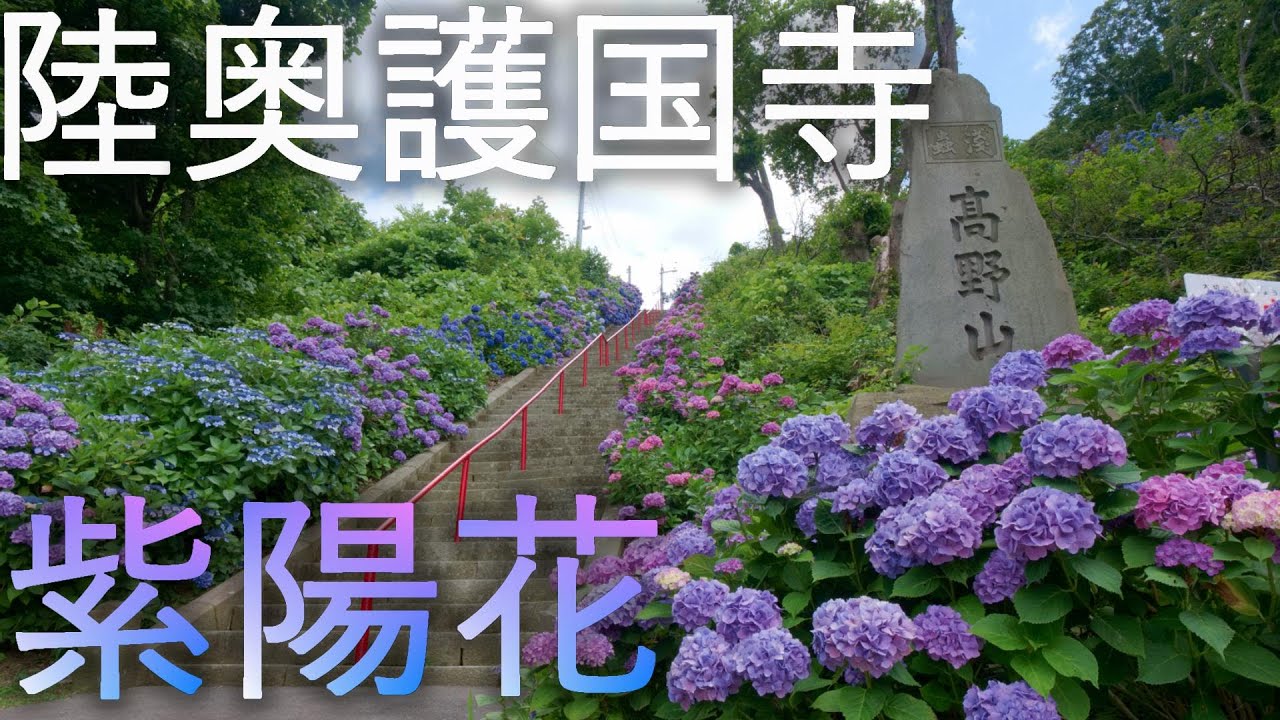 陸奥護国寺 浅虫高野山 紫陽花 青森市 4k60p Youtube