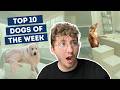 The dogs keep getting better  top 10 dogs