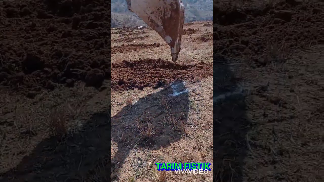 SİİRT FISTIĞI YENİ BAHÇE TESİSİ  ve FİDAN DİKİMİ- pistachio new garden plant