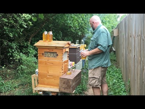 How to be a beekeeper not a bee-haver