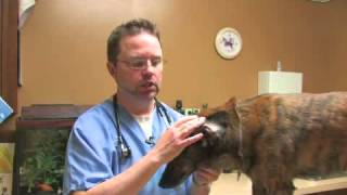 How to Heal a Hematoma in a Dog's Ear