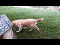 Beginning of video