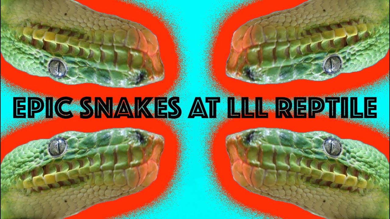 MIND BLOWING REPTILES AT LLL IN OCEANSIDE (vlog 39) - YouTube