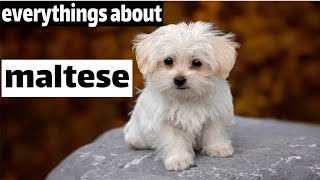 Maltese Dog - Top Facts by Animal Explorer 91 views 1 year ago 4 minutes, 23 seconds