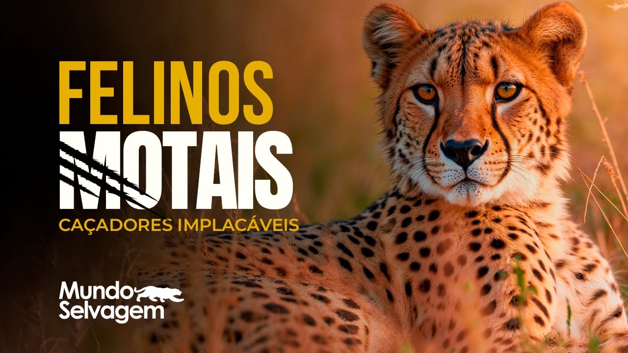 Felinos Mortais - DOCUMENTÁRIO COMPLETO - YouTube