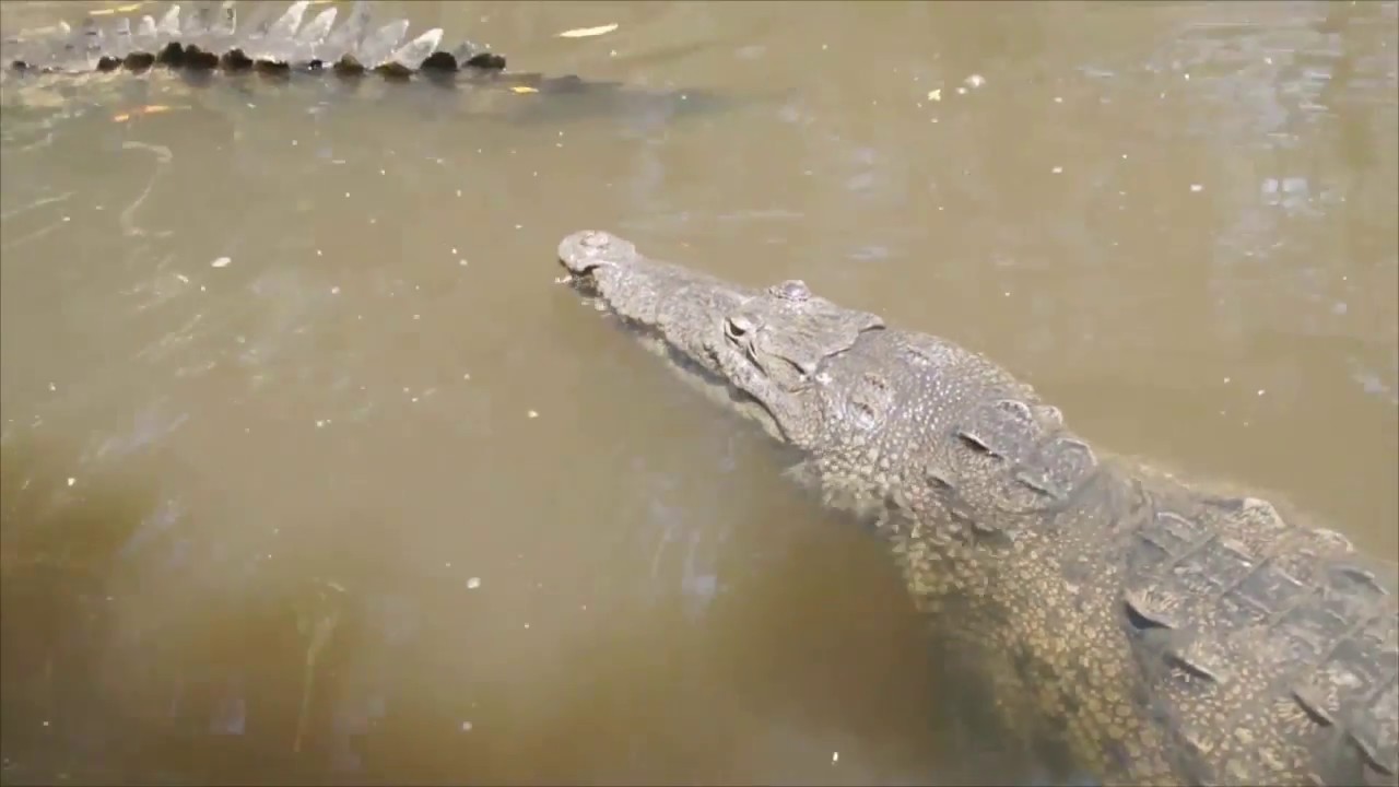 Los cocodrilos de la Barra de Santiago, en El Salvador - YouTube