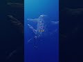 Something massive made a sound beneath the ocean… then disappeared.#history #shorts #capcut