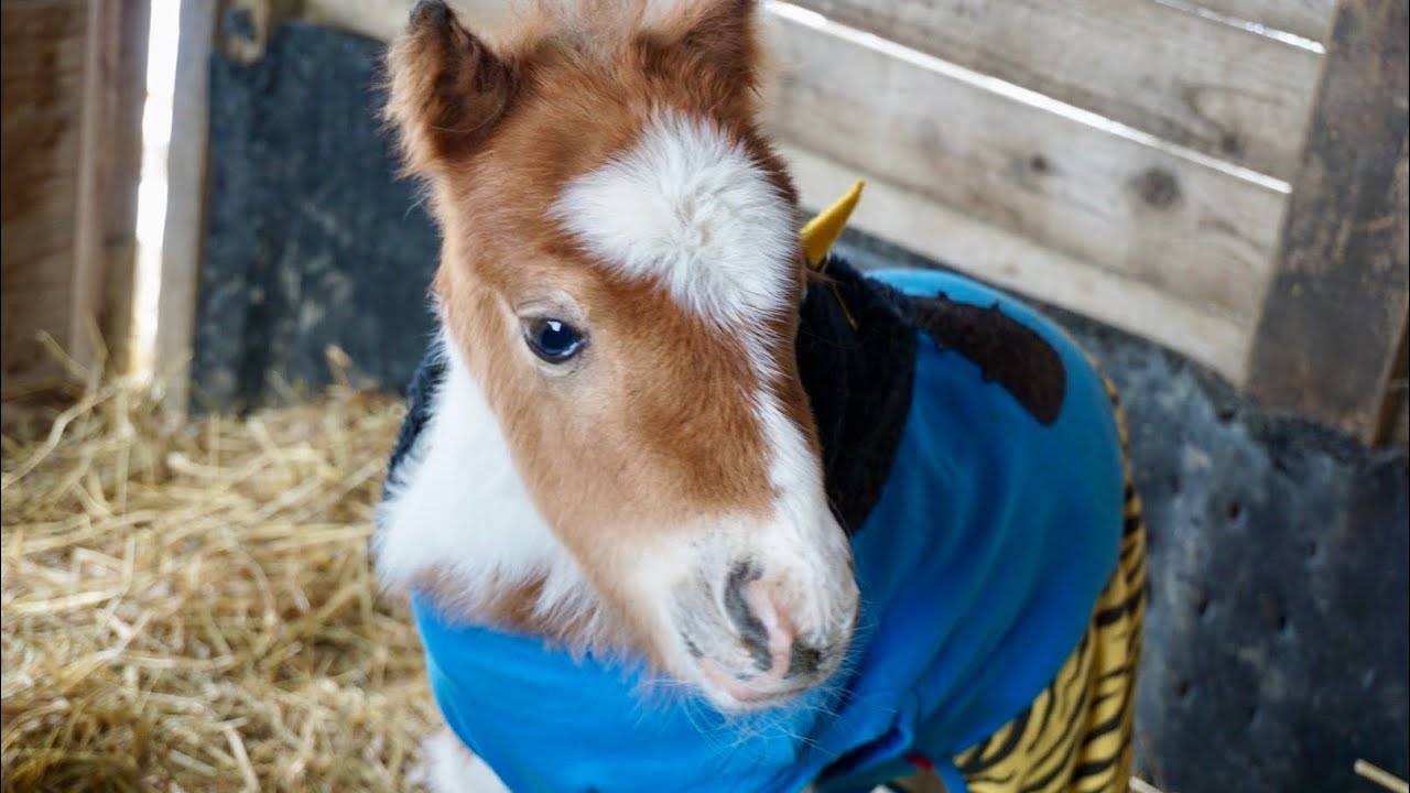 Baby miniature horse - YouTube