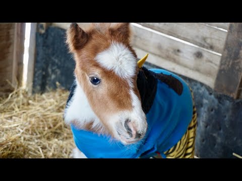 Baby miniature horse - YouTube