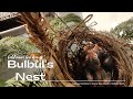 Bulbul's Nest in Lakhnavi Garden | Day by Day Growth | Week Update
