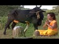 नंन्हे शिव भक्त की गाय ने शिवलिंग पर चढ़ाया दूध @Laxami Narayan - JAP TAP VRATT O.N.S EP-55
