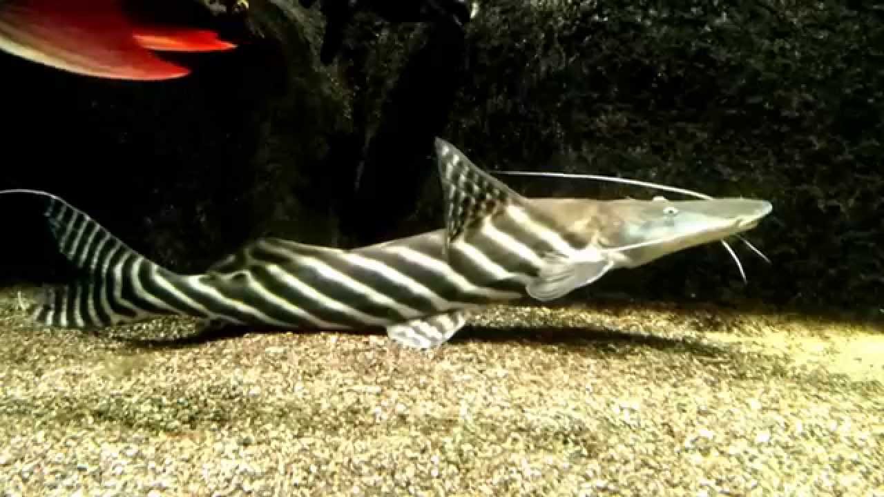 unique freshwater fish