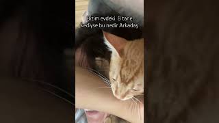 Sarman Kedisi Olanlar Bi Yardımcı Olun Lütfen .🙏🙋‍♀️