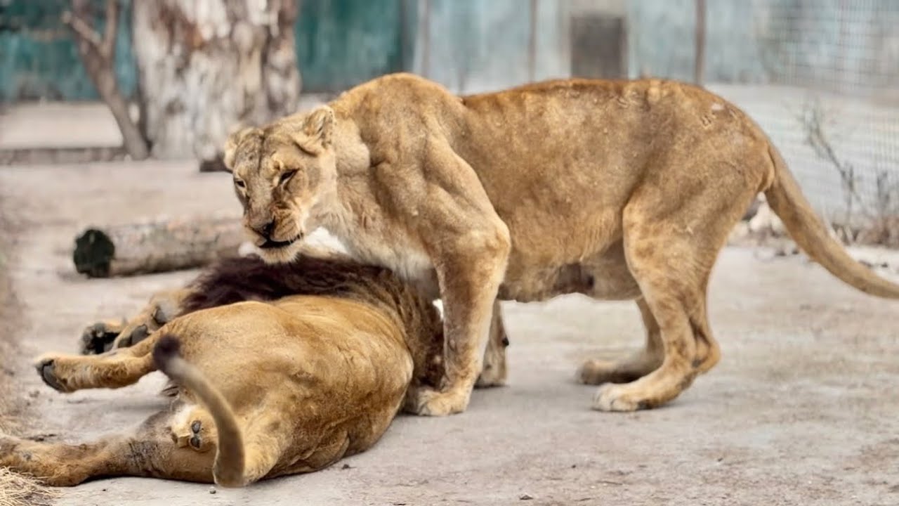 Я пришла проведать маленьких львят, а они ТАКИЕ ЧУМАЗИКИ😁
