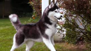 AKC Dog Breed Video – Siberian Husky
