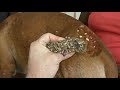 Help dog remove maggot from dog skin ep30