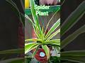 🌱Best Hanging Plants🌳 #shorts #shortsfeed #gardening