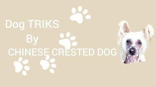 Dog triks by CHINESE CRESTED DOG