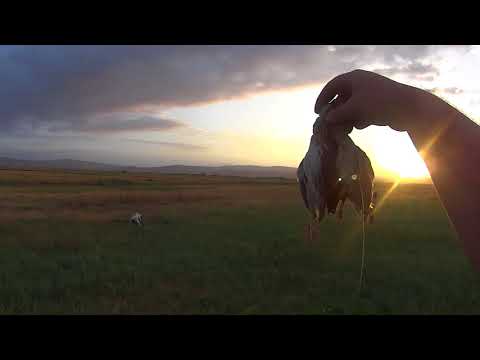 მწყერი 2017