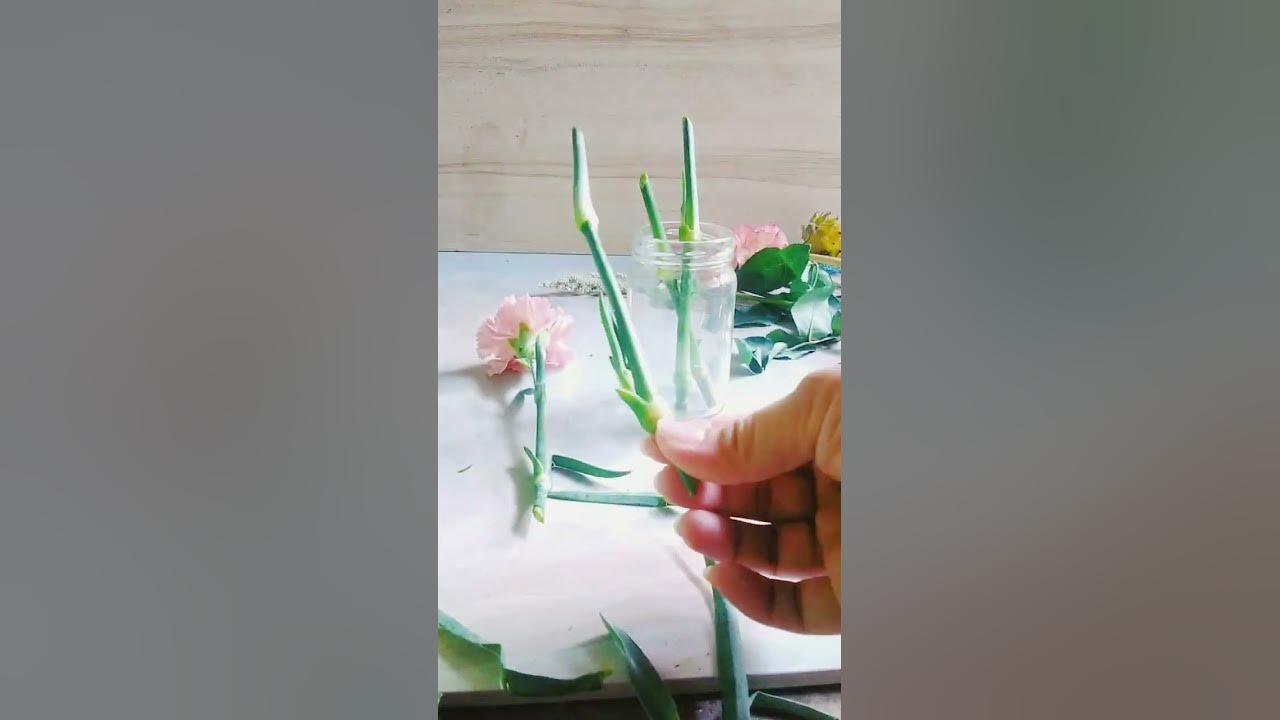 Carnation flowers Easy propagation YouTube