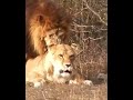 💕Львица соблазнила старого льва. #shorts #animals #lions #животные