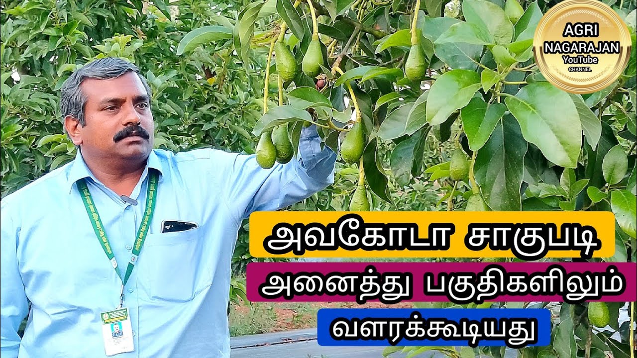 அவகோடா, வெண்ணெய் பழம் சாகுபடி அனைத்து பகுதிகளிலும் வளரக்கூடியது. #avcoda #butterfruit  #farming