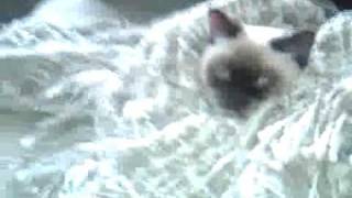 VID 00004-20100102-1347.3GP