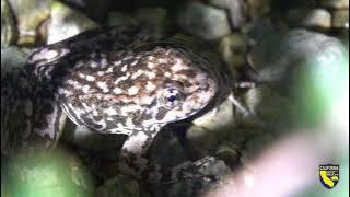 Mountain Yellow-legged Frog