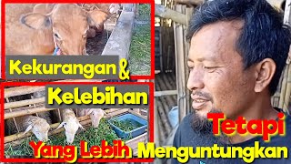 Perbandingan antara usaha kambing dan sapi dan yang lebih menguntungkan??